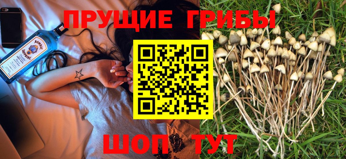 Кинешма  Псилоцибиновые грибы прущие грибы  Псилоцибиновые грибы MAGIC MUSHROOMS  Вход с VPN 